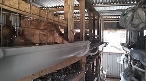 1.6K views · 16 reactions | Simple ways of keeping chicken,this method reduces feed wastage,ensuring the birds get clean feeds and water,a small space can hold quite a number of birds through this method,call 0725285599 for such a structure ,it also ensures waste is gotten rid of easier,reduces labour as there is minimal cleaning of the coop. What are your thoughts on this? | Kukukenya 0725285599 | Facebook