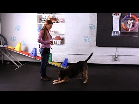 Teach Your Dog to Take a Bow, Part 2 | Dog Tricks