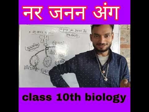 Human Reproduction Class 10th biology