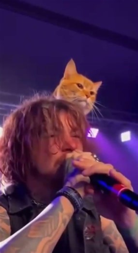 The most metal cat in history 🤘