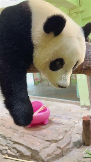 Unique Bear & Pig Handshake Adventure: A Must-Watch Family Fun