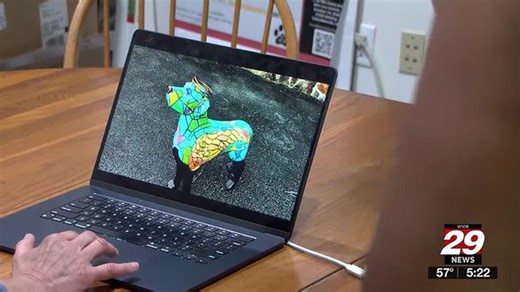 Life-sized fiberglass dogs coming to Charlottesville Downtown Mall | Haystack News