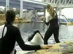 Killer Whale Attack 911 Call