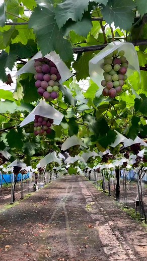 5.6K views · 128 reactions | Grapes Farm N.E Philippines A beautiful sight to see. | Urban Gardening DIY | Facebook
