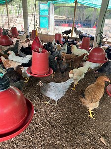 1.9M views · 48K reactions | Granja Avicol0627 on Reels | Facebook