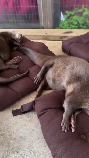 3.2M views · 44K reactions | LMAO! Want To Meet Junior & His Buddies?...