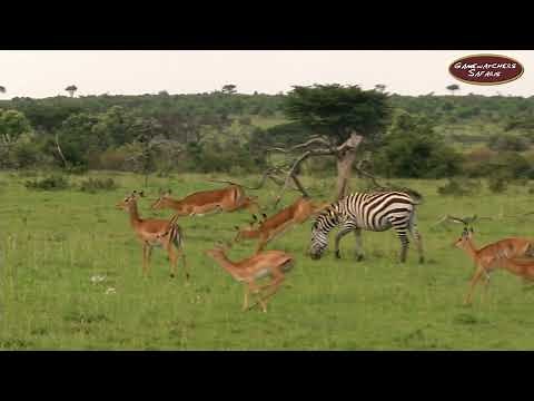Impala Social Behavior Explained - Maasai Mara