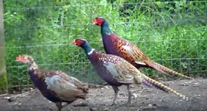 How Cool Would It Be Raising Your Own Ring-Necked Pheasants?