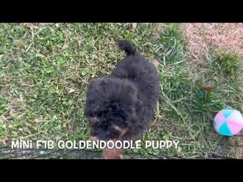 Miniature F1B Goldendoodle Puppy SD 480p