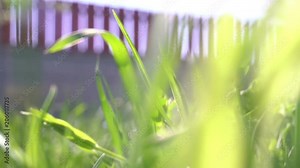 small animal creature running by the grass scampering through trail - POV point of view Stock Video