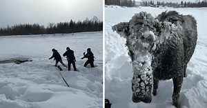 Wild footage shows people and state troopers band together to rescue moose trapped in frozen river