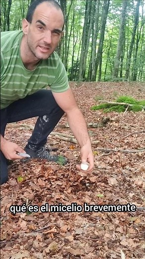 What is Mycelium? The Secret Heart of the Forest and its Importance for Fungi