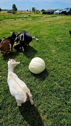 13 reactions | Pumpkin/squash carving by chickens and goats. #pumpkin #pumpkinseason #goats #backyardchickens | Cessna Lequigan Bunton | Facebook