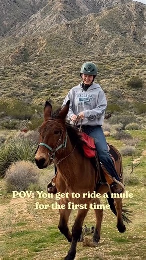 Sanne — Icelandic Horse Adventures on Instagram: "Mules are fucking cute! The ears are just adorable 🥹❤️ #horses #horseriding #mule #mules #horse"