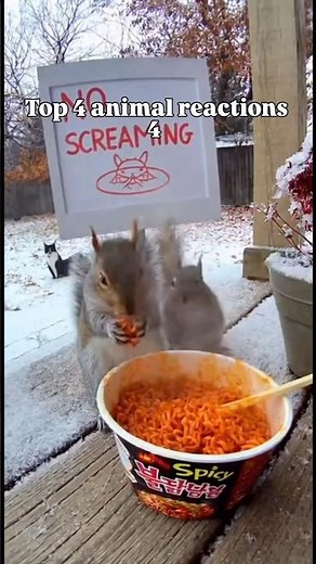 Spicy Food Challenge: SQUIRREL EDITION #mukbang #noodles #funnyanimals
