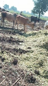 57K views · 877 reactions | Hiro Zapda on Reels | Facebook