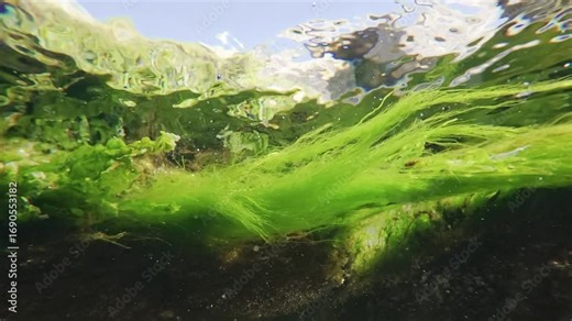 Close-up of green algae Cladophora and Sea lettuce, Ulva lactuca swaying in water currents before a blue sky and coastal rocks in slow motion from the bottom.