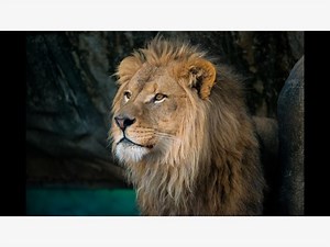 Houston Zoo Welcomes New Lion Hasani To The Family