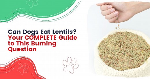 Can Dogs Eat Lentil? Your COMPLETE Guide to This Burning Question