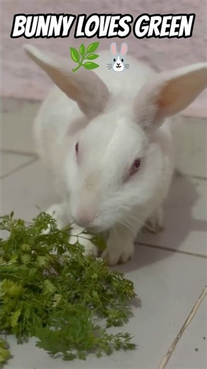 The Most Adorable Bunny Eating Greens 🐰🌿