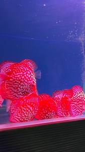 #discusworld discusturkiye #discusfishtank #discus #discusaquarium #discuslovers #discusbreeding #discusmalaysia #fish #aquascapedesign #aquariumhobby #aquariumfish #aquarium #akvaryum | Hobby Petshop Yusuf Tatli
