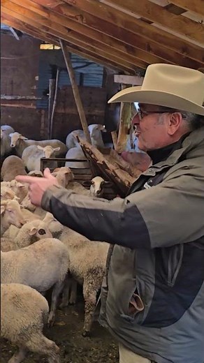 Yulaf Yiyen Kuzuların İnanılmaz Gelişimi!