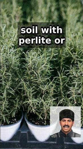 Your Rosemary is DYING Because of This Soil Mistake!