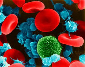 Human's Body Immune & Endocrine System responses to Influenza