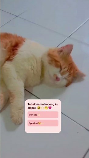 Yang tauu pasti udh nonton ch kuu🤭🤏🏻💓#shorts #cat