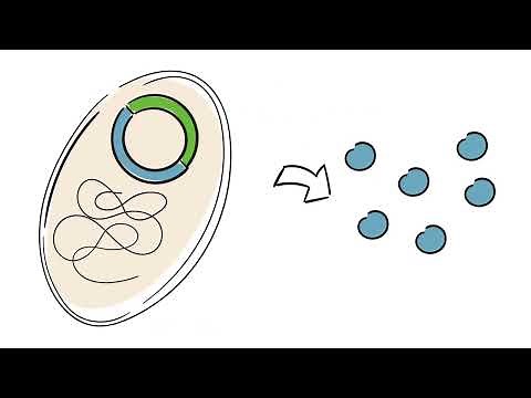 Genetic engineering in medicine: Safe insulin production