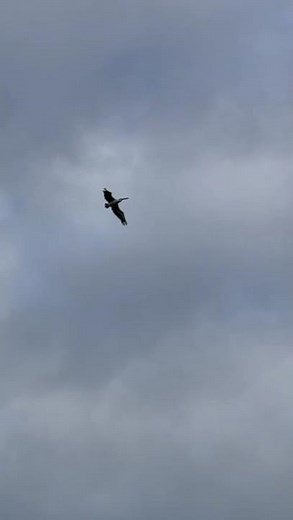 POV: You just saw a prehistoric giant in the Australian sky 🦅🇦🇺