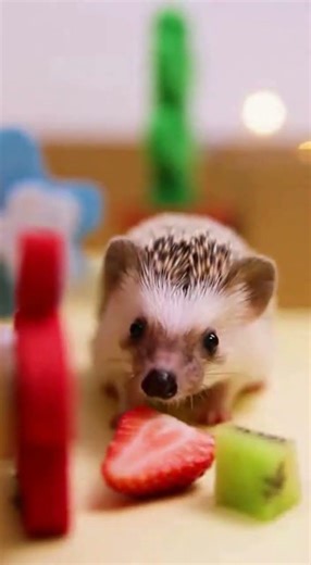 Adorable hedgehog finds his treat in the maze 🥺❤️