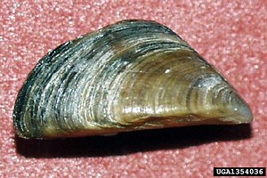 Zebra and Quagga Mussels - Columbia Shuswap Invasive Species Society