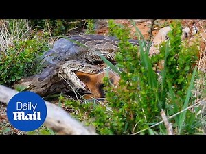 Incredible moment rock python devours entire baby Impala - Daily Mail