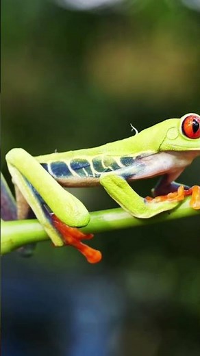 Costa rica red eyed tree frog tree frog