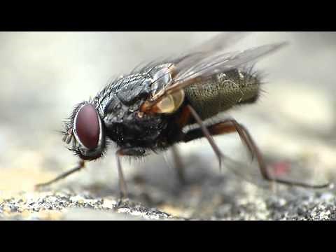 Fly cleaning itself Macro Footage HD