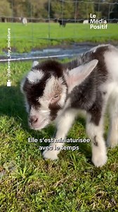 Rigolotes, attachantes et hautes comme trois pommes. Ces mini-chèvres entre 42 et 58 cm, sont de véritables concentrés d’amour. Alison Fontan est la seule éleveuse en France à vivre pleinement de cette passion, avec son Élevage du Petit Berger. Et toi, tu rêves d’adopter une mini-chèvre ? 🐐💕 🎥 Jeanne Metzinger Abonne-toi pour ➕ d’histoires inspirantes ! 🍀 | Le Média Positif