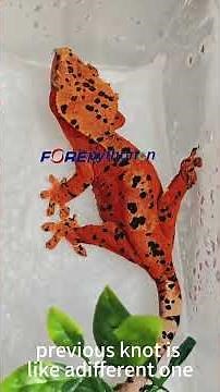 How does the Crested Gecko develop its color? How can it be made to develop its color?