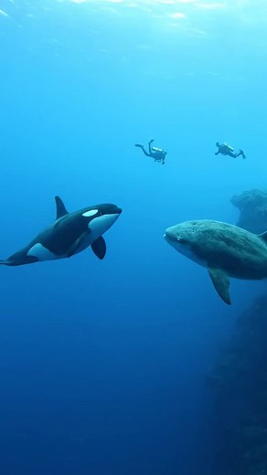 Orca Meets Giant Sunfish in Stunning Underwater Encounter