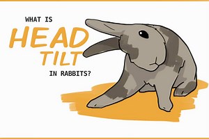 Why is Your Rabbit's Head Tilted Sideways?