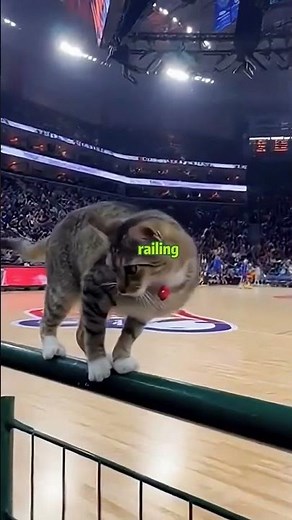 A cat turned into a cheerleader?! Dancing perfectly on beat! 🐱🎵🏀