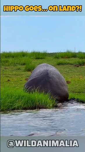 Hippo Climbs Out of Water to Poop — You Won’t Believe What Happens Next! #AnimalShorts #ViralShorts