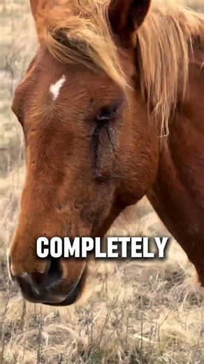 What Happens To A Horse If They Lose Their Favorite Human? #horse #shorts