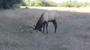 Have you ever had a scary close encounter with an elk? Visitors take care! The elk rut has begun. Bull Roosevelt Elk (Cervus canadensis roosevelti) can become very aggressive during this time of the year. Driven by an overabundance of testosterone, they may see anyone or anything as a threat or a challenge. That includes both people and vehicles when they get too close to the herd. How to play it safe around elk: Keep your distance. Use your outstretched thumb as a guide. If you can see antlers 