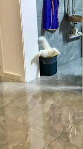 Comfort zone...I'm never leaving it again | Meowed