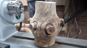 A Monkey Puzzle Log Became a Turning Challenge With No Easy Answer