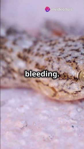 The Magic of Lizard Tail Regrowth!🐊