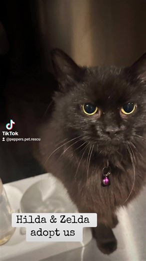 2.4K views · 73 reactions | Pepper’s Pet Rescue on Reels | Facebook