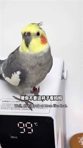 Mom Knows Who the Culprit Is: The Mysterious Black Phoenix Parrot Mystery