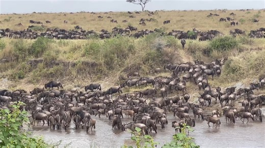 The great migration | Lemurt Wildlife